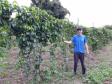 Programa Agricultor Familiar