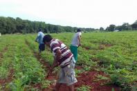 Renda Agricultor Familiar está entre os finalistas do prêmio Objetivos de Desenvolvimento Sustentável no Brasil