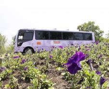 Ônibus lilás leva apoio às mulheres vítimas de violência no Paraná