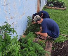 Projeto de cultivo de abelhas em Cense do Paraná é reconhecido em premiação do CNJ