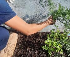 Projeto de cultivo de abelhas em Cense do Paraná é reconhecido em premiação do CNJ