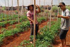 Governo beneficia mais de 5 mil famílias com o Programa Renda Agricultor das secretarias de Justiça e Família e de Agricultura