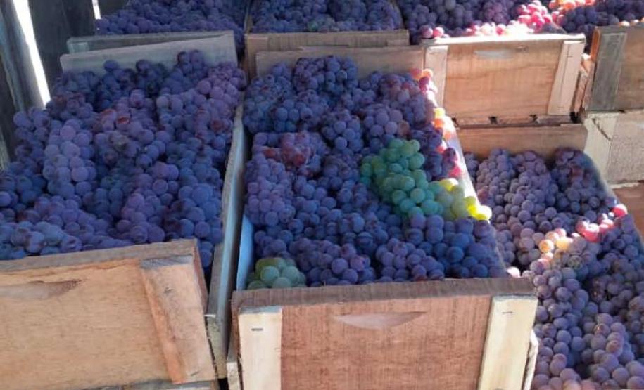 Secretaria da Justiça, Família e Trabalho enaltece o fortalecimento da economia paranaense pelos trabalhadores rurais