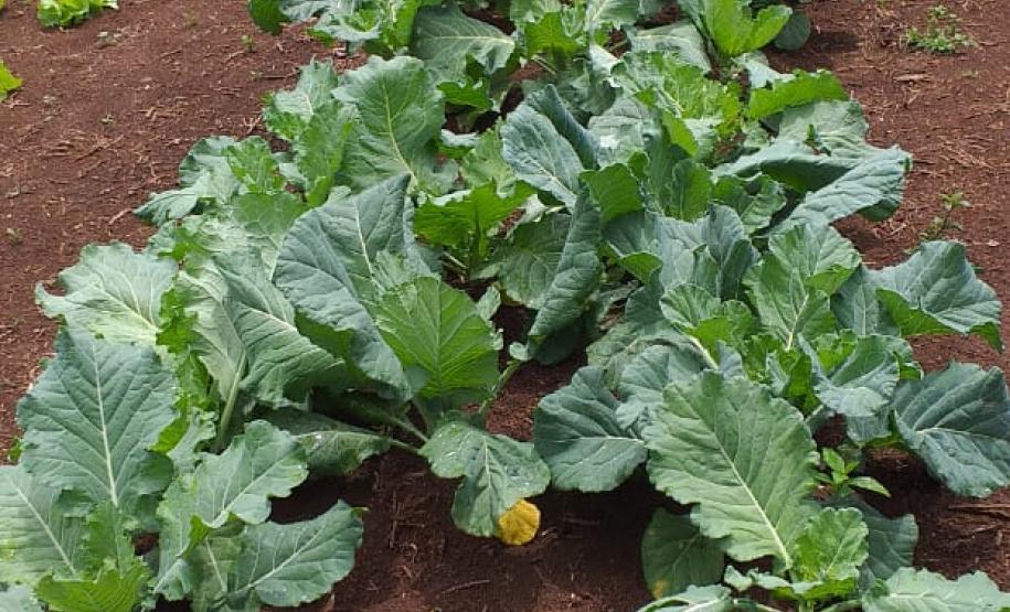 Projeto de Inclusão Produtiva Solidária desenvolverá ações coletivas com famílias rurais em situação de vulnerabilidade social