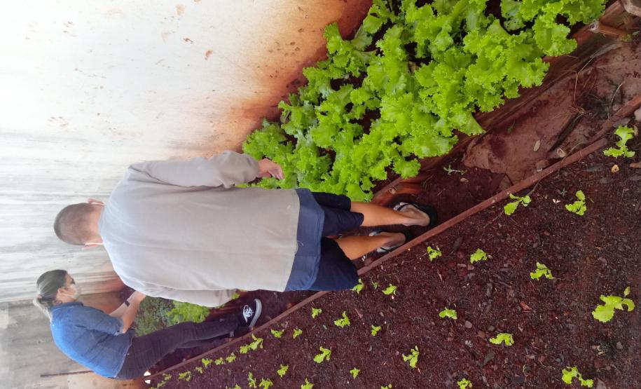 Centros de Socioeducação 1 de Londrina e de Ponta Grossa promovem atividades de horticultura e fruticultura