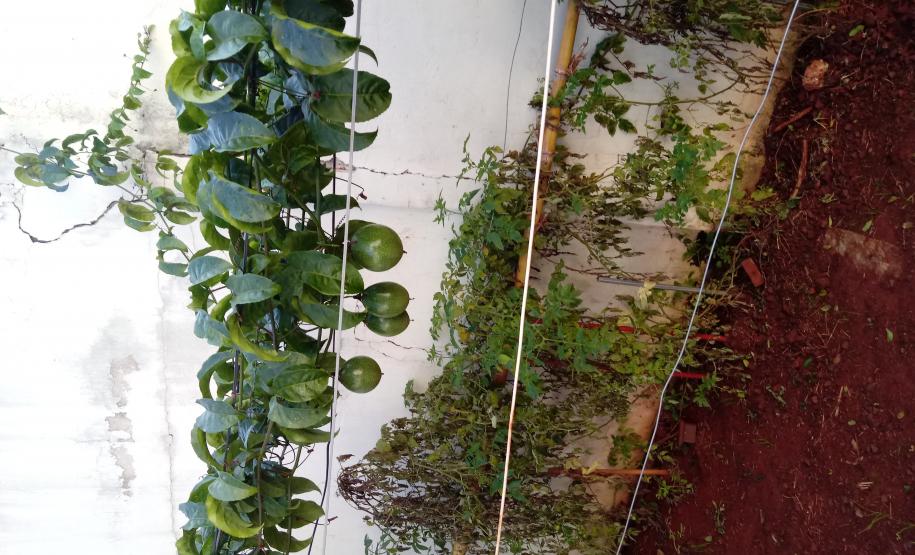 Centros de Socioeducação 1 de Londrina e de Ponta Grossa promovem atividades de horticultura e fruticultura