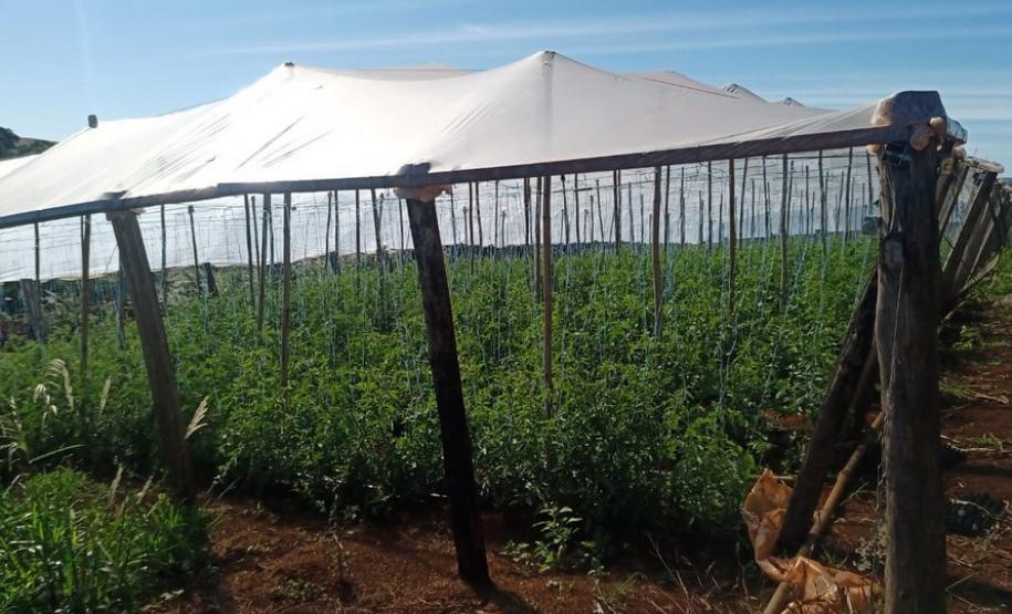 Governo beneficia mais de 5 mil famílias com o Programa Renda Agricultor das secretarias de Justiça e Família e de Agricultura