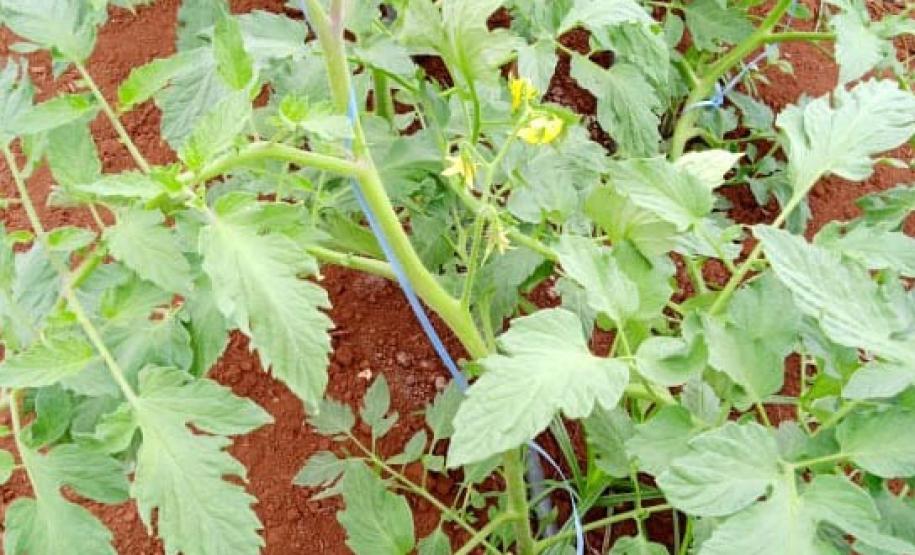 Governo beneficia mais de 5 mil famílias com o Programa Renda Agricultor das secretarias de Justiça e Família e de Agricultura