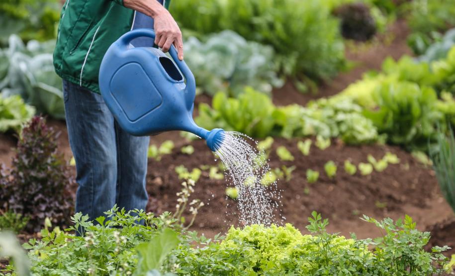 Renda Agricultor Familiar