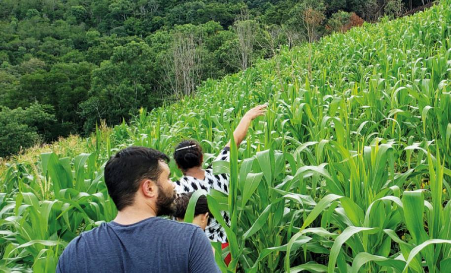 Renda Agricultor Familiar