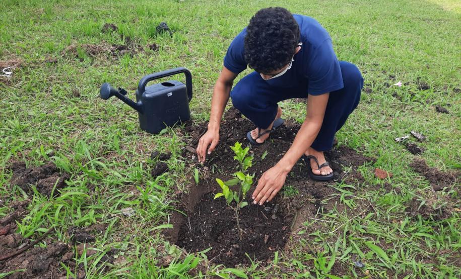 Projeto de cultivo de abelhas em Cense do Paraná é reconhecido em premiação do CNJ