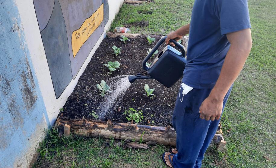 Projeto de cultivo de abelhas em Cense do Paraná é reconhecido em premiação do CNJ