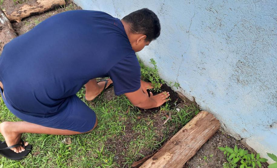 Projeto de cultivo de abelhas em Cense do Paraná é reconhecido em premiação do CNJ