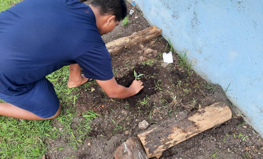 Projeto de cultivo de abelhas em Cense do Paraná é reconhecido em premiação do CNJ