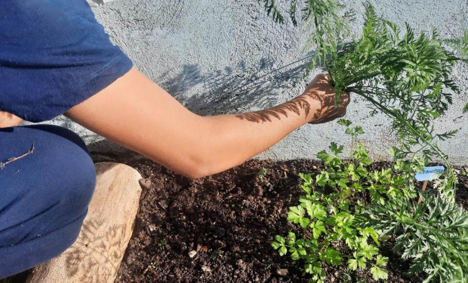 Projeto de cultivo de abelhas em Cense do Paraná é reconhecido em premiação do CNJ
