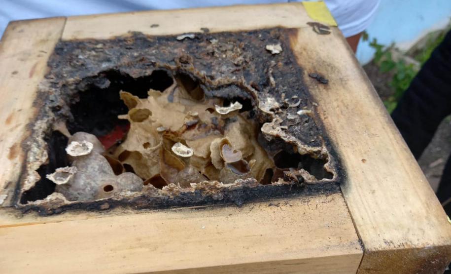 Projeto de cultivo de abelhas em Cense do Paraná é reconhecido em premiação do CNJ