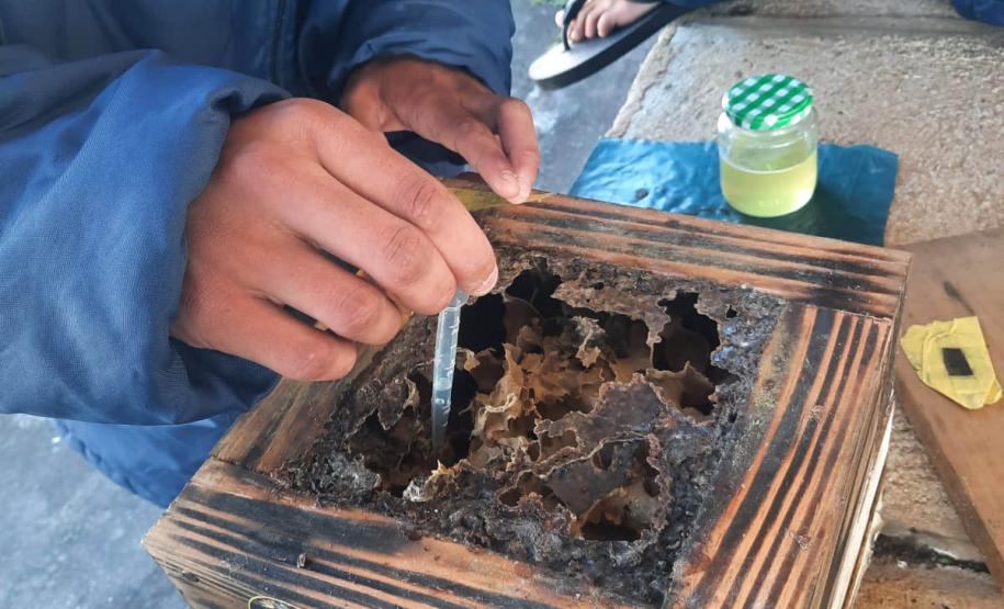 Projeto de cultivo de abelhas em Cense do Paraná é reconhecido em premiação do CNJ