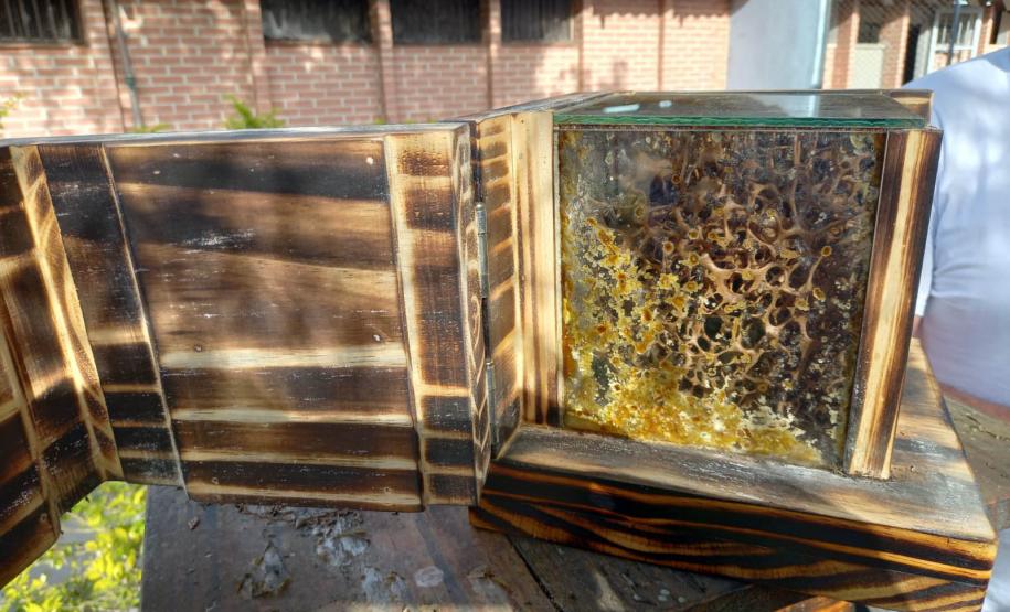 Projeto de cultivo de abelhas em Cense do Paraná é reconhecido em premiação do CNJ