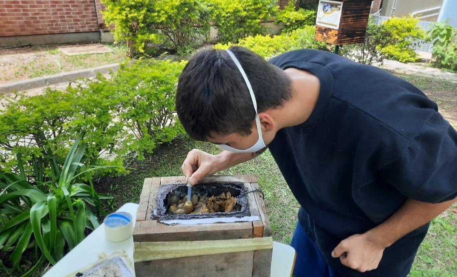 Projeto de cultivo de abelhas em Cense do Paraná é reconhecido em premiação do CNJ