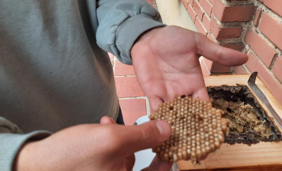 Projeto de cultivo de abelhas em Cense do Paraná é reconhecido em premiação do CNJ