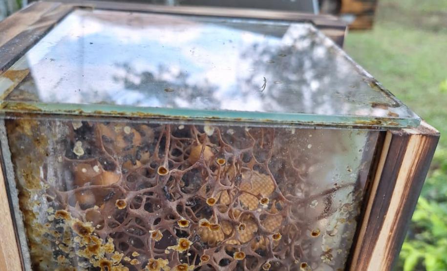 Projeto de cultivo de abelhas em Cense do Paraná é reconhecido em premiação do CNJ